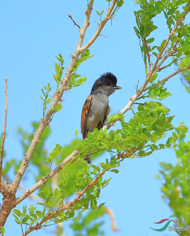 ���������O��Rose-throated Becard.jpg