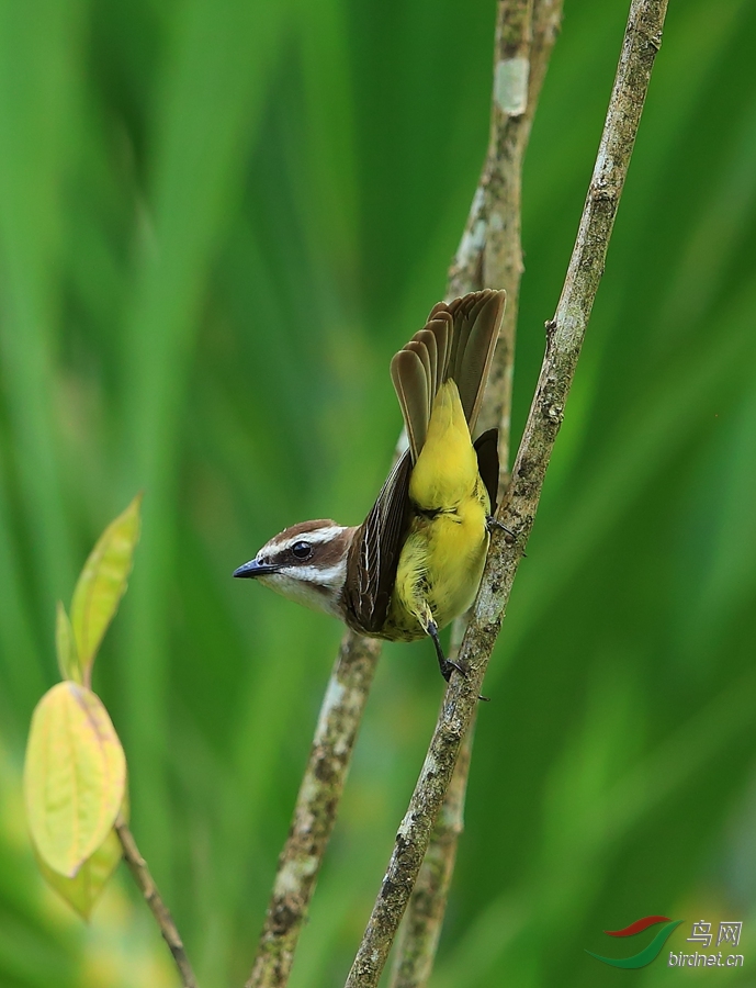 ǿ���OPiratic Flycatcher.jpg