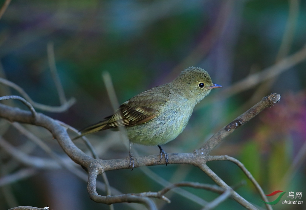 �Ƹ��ư��OYellow-bellied Flycatche_����.jpg