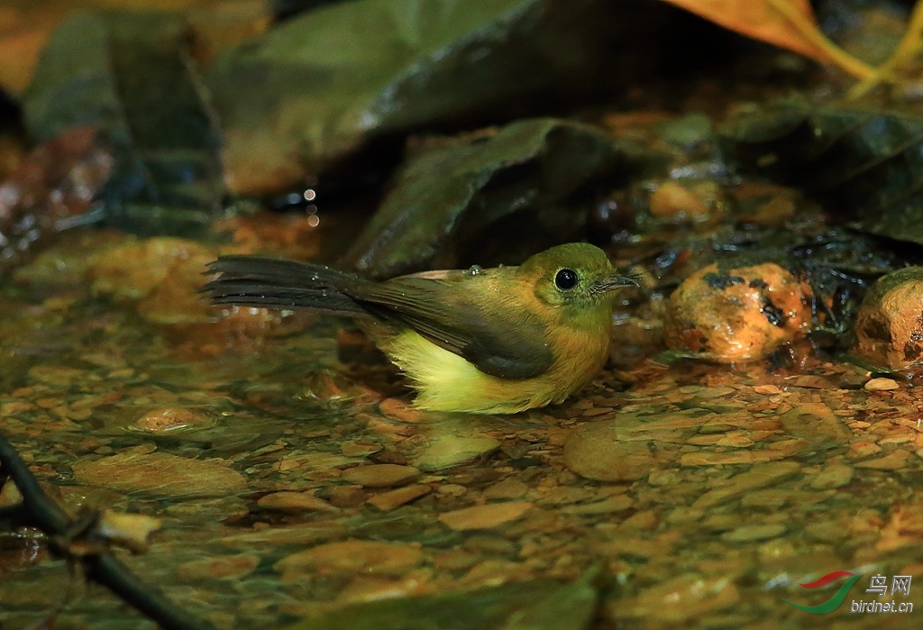 ��������OSulphur-rumped Flycatcher.jpg