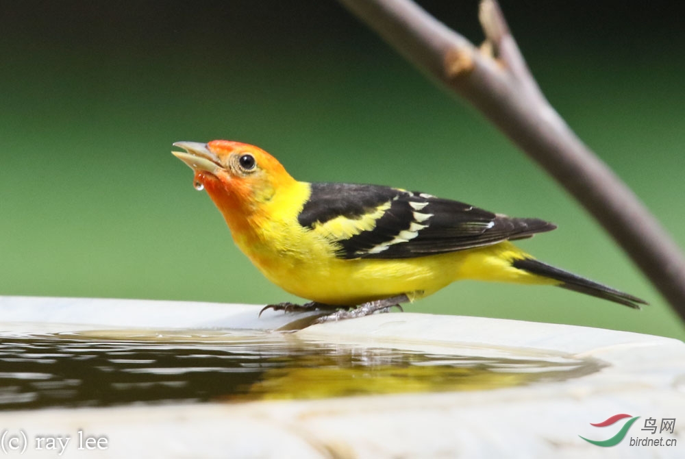 黄腹比蓝雀 (western tanager)