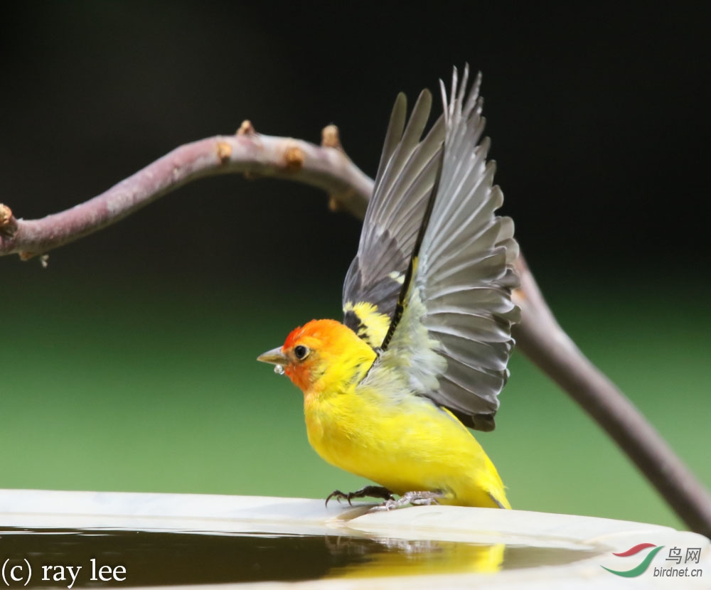 黄腹比蓝雀 (western tanager)
