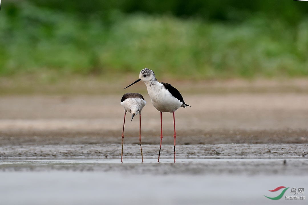 黑翅长脚鹬激情示爱