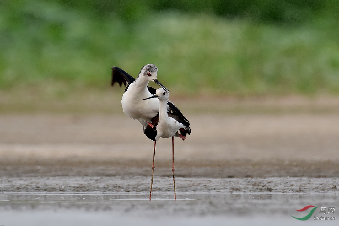 黑翅长脚鹬激情示爱
