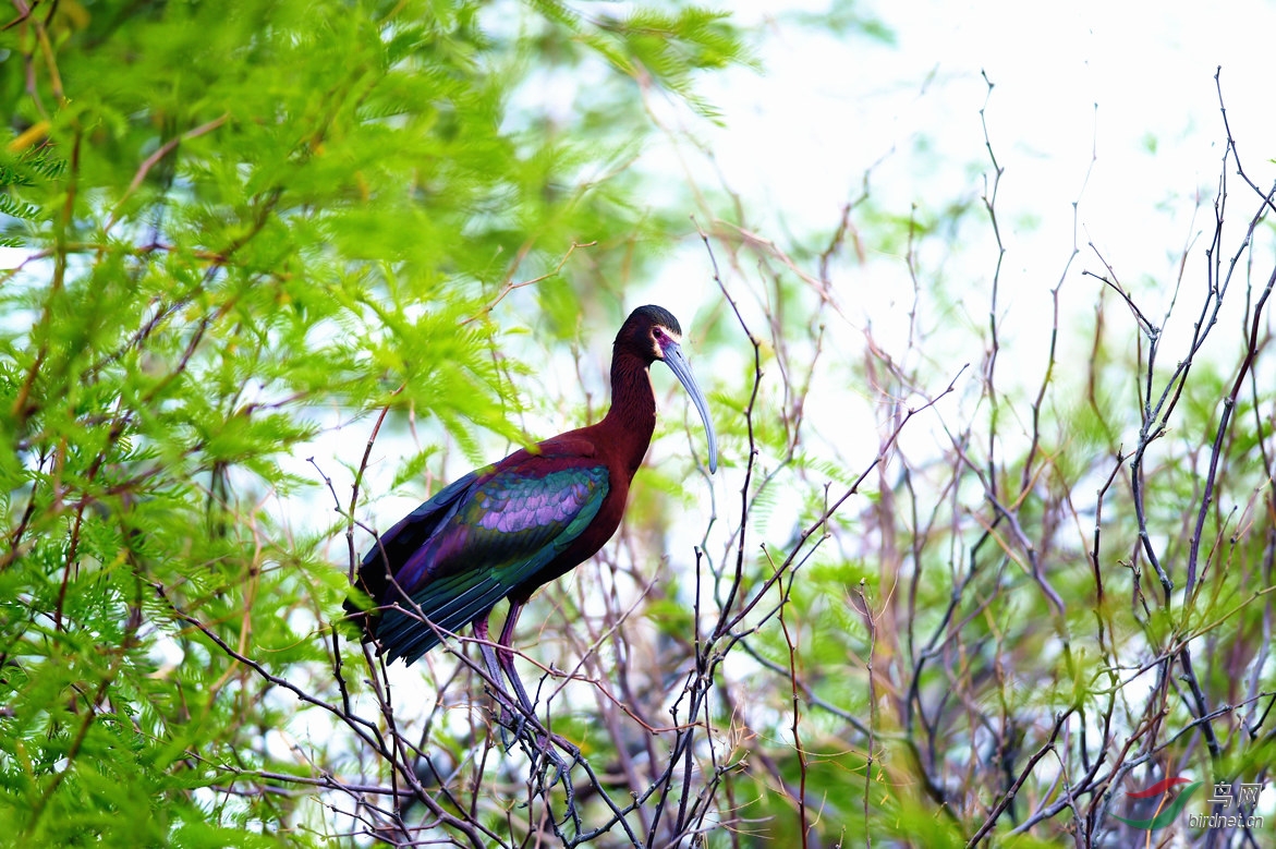 【記錄亂樹枝上的彩䴉】 - 四川版 sichuan 鳥網