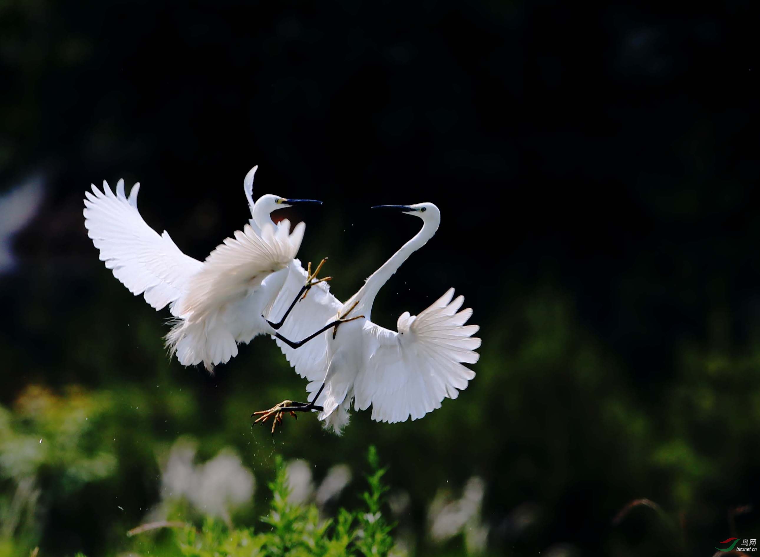 双舞白鹭