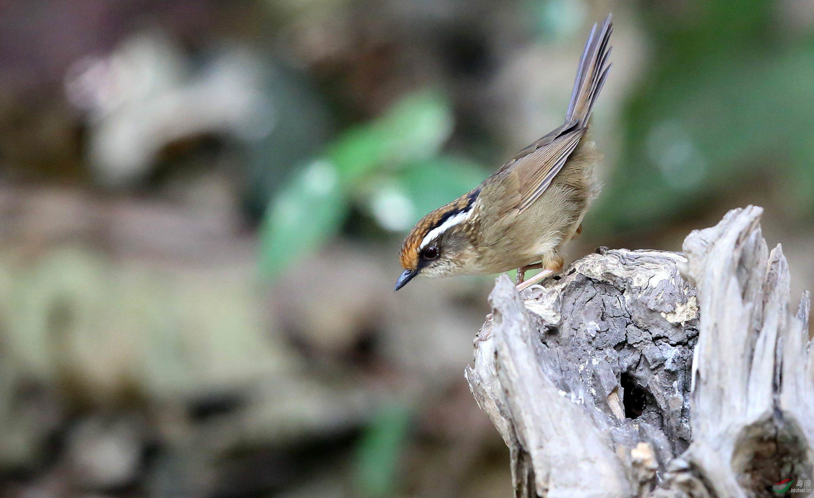 云南百花岭的褐肋雀鹛