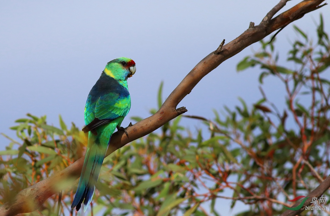 Y-au ringneck11_���˺�_����.jpg