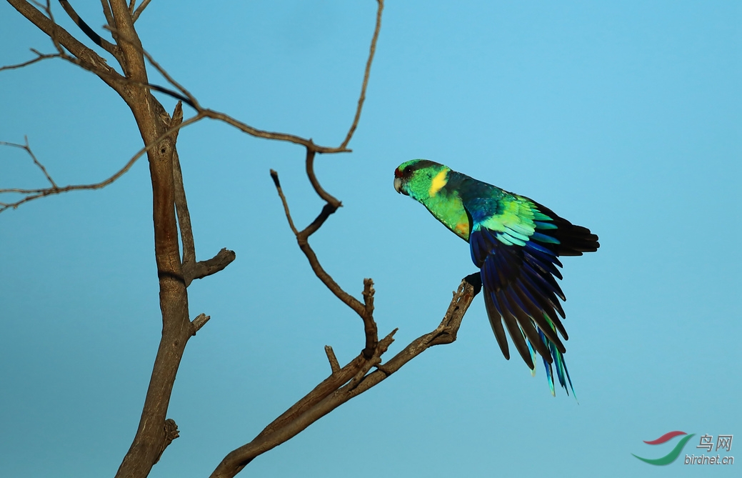 Y-au ringneck1_���˺�_����.jpg