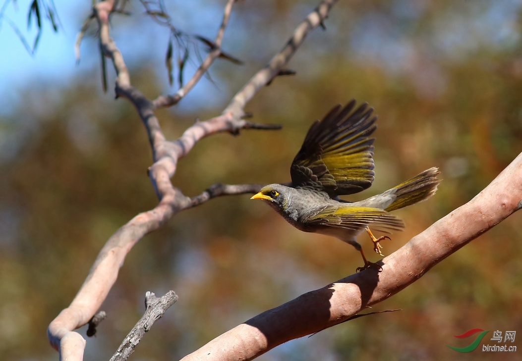 Y-black-chined miner11_����_���˺�_����.jpg