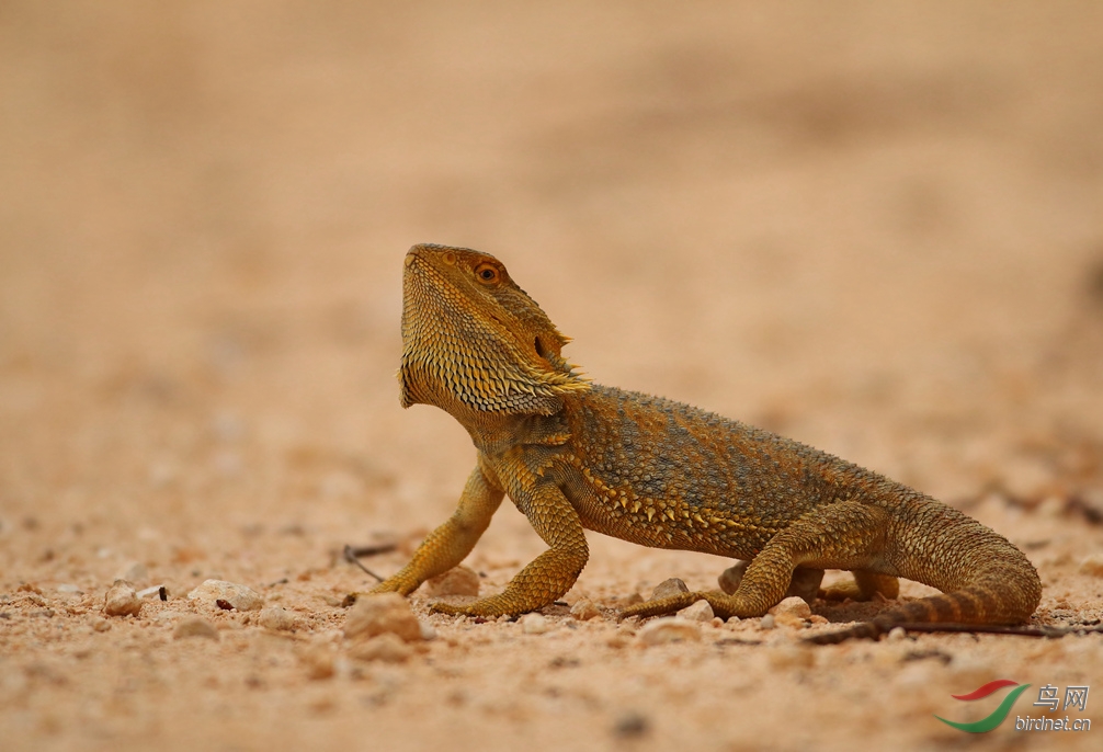 Y-beared gragon1_����_����_���˺�_����.jpg