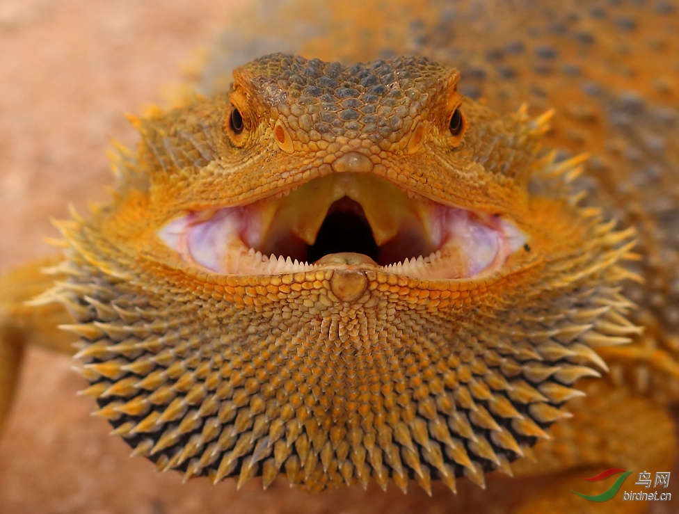 Y-beared gragon face_���˺�_����.jpg