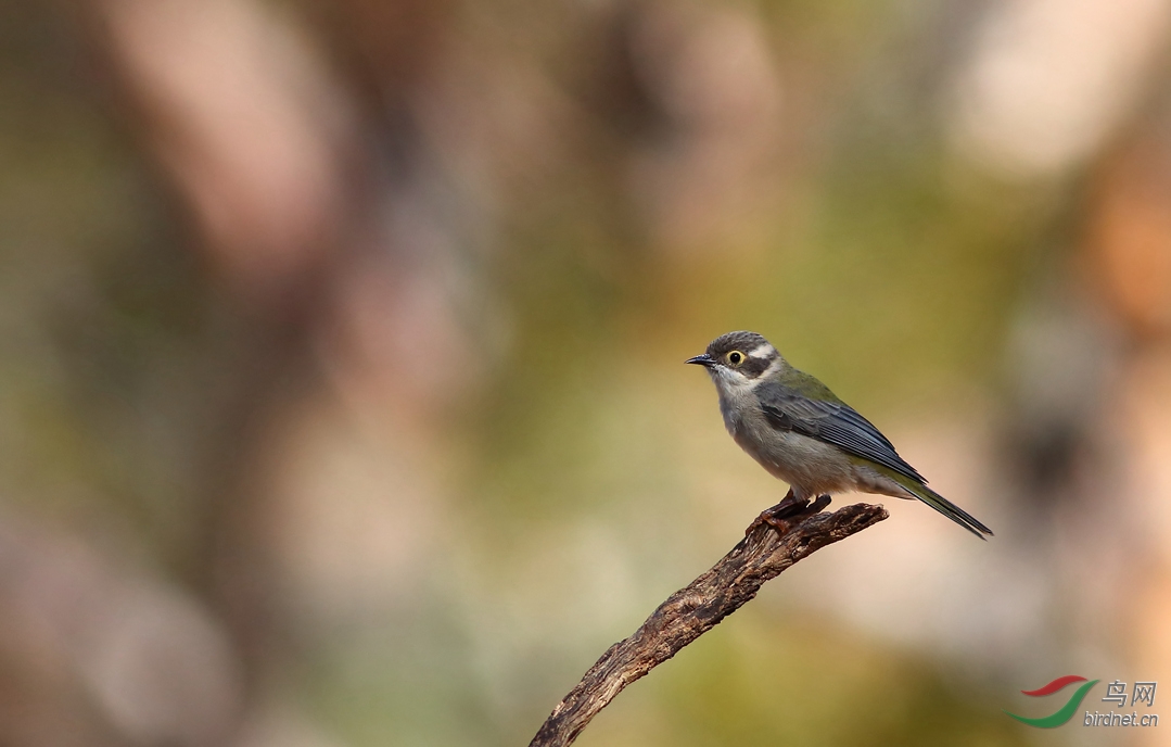 Y-brown-headed honeyeater_����_���˺�_����.jpg