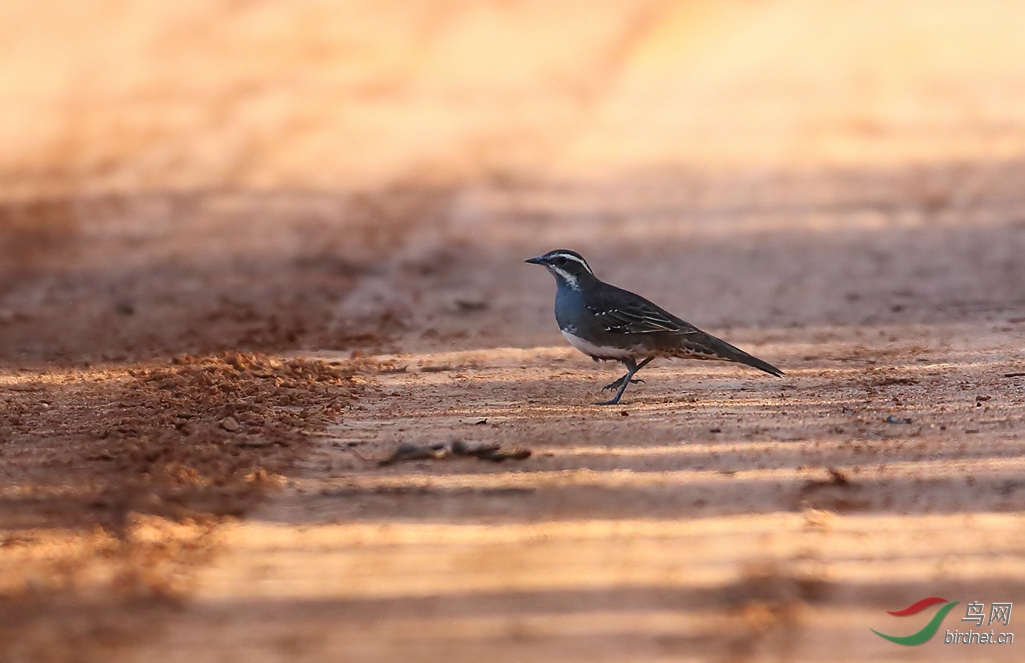 Y-chestnut quail-thrush_����_���˺�_����.jpg
