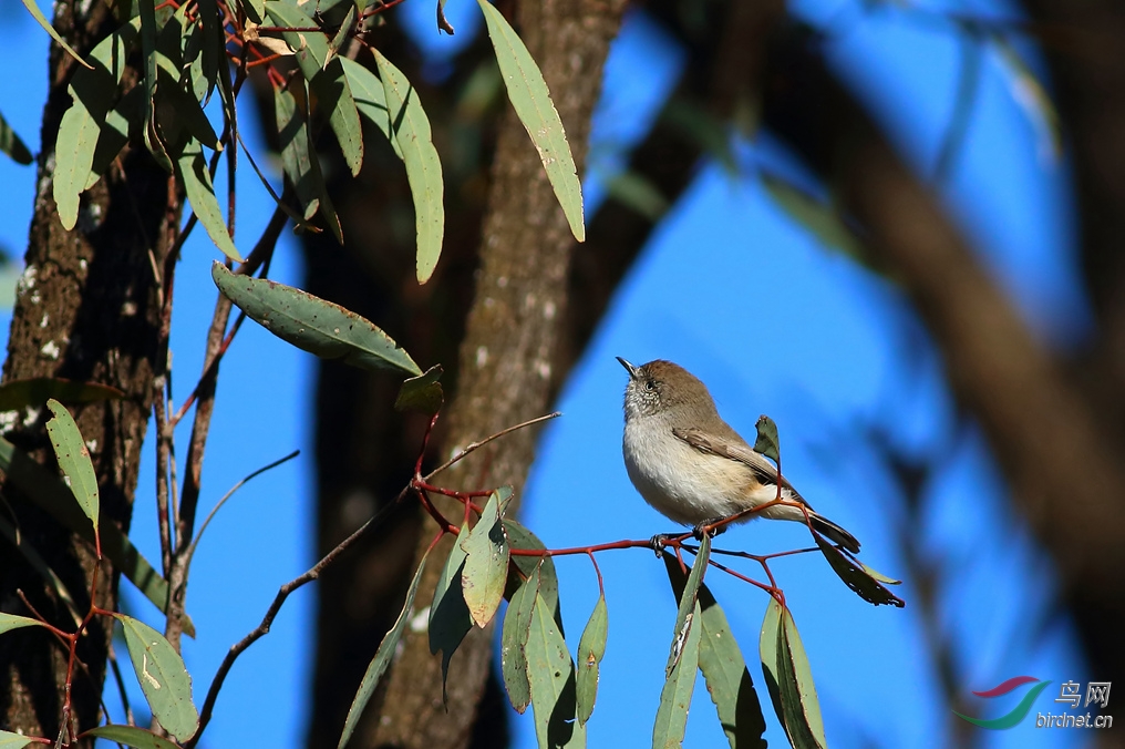 Y-chestnut-rumped thornbill_����_���˺�_����.jpg