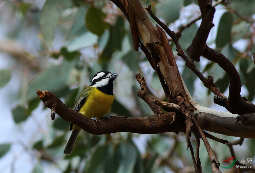 Y-crest shrike-tit1_���˺�_����.jpg