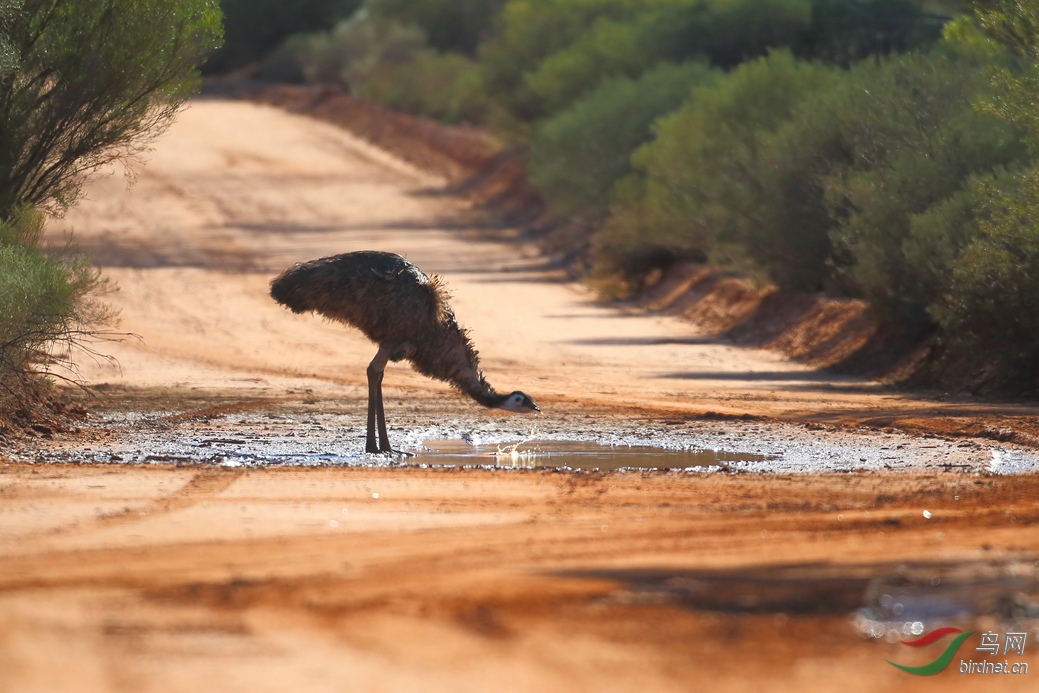Y-emu drinking_����_���˺�_����.jpg