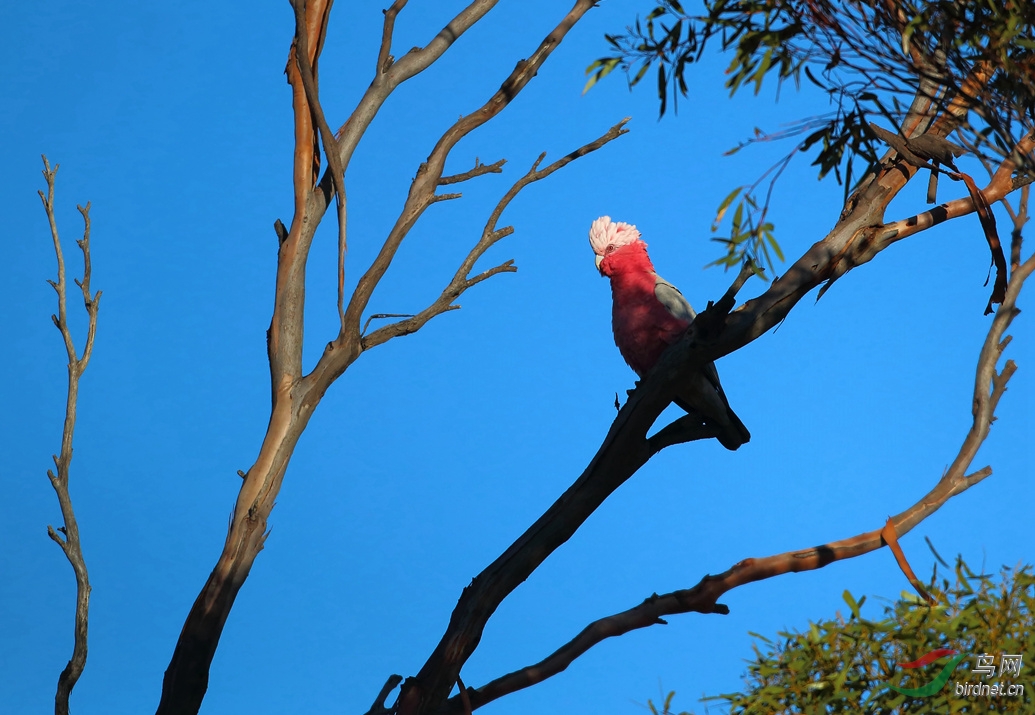 Y-galah2_����_���˺�_����.jpg