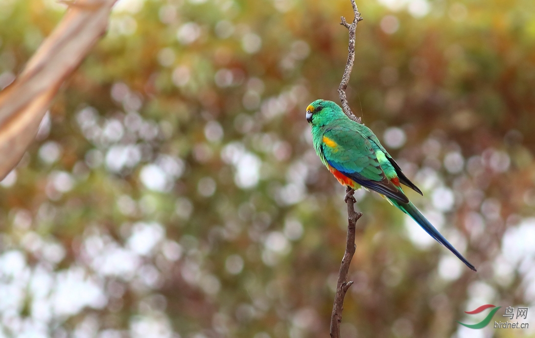 Y-mulga parrot2_����_���˺�_����.jpg