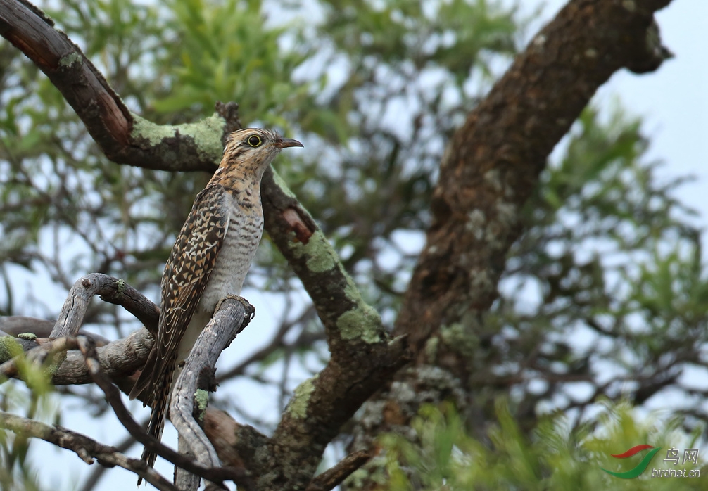 Y-pallid cuckoo female_����_���˺�_����.jpg