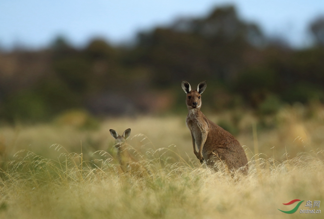 Y-red kangaroo1_����_���˺�_����.jpg
