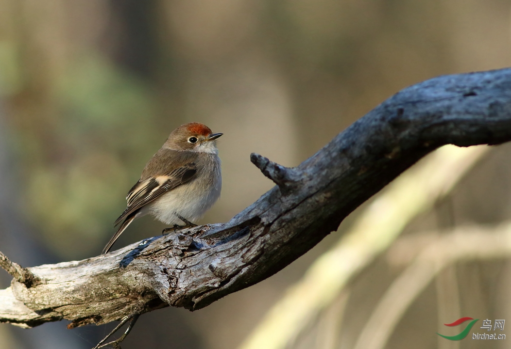 Y-red-caped robin female_����_���˺�_����.jpg