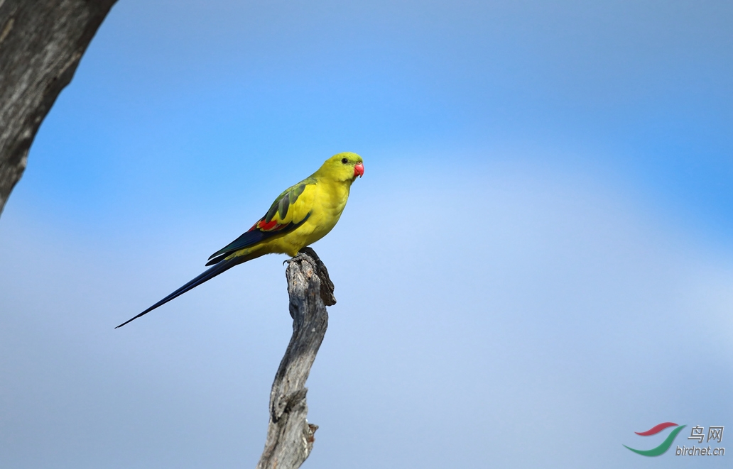 Y-regent parrot1_����_���˺�_����.jpg