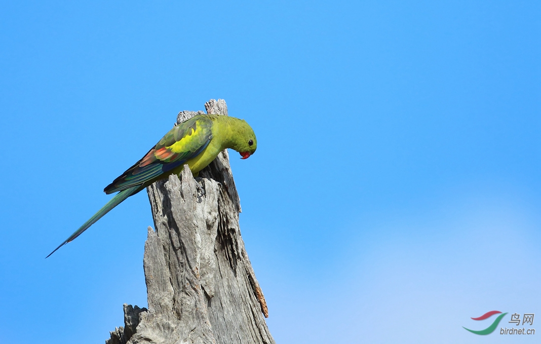 Y-regent parrot female_����_���˺�_����.jpg
