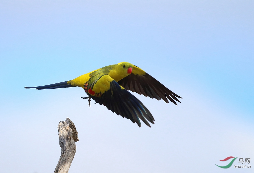 Y-regent parrot fly_����_���˺�_����.jpg