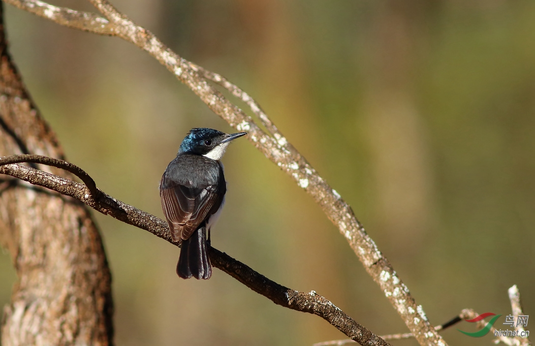 Y-restless flycatcher2_����_���˺�_����.jpg