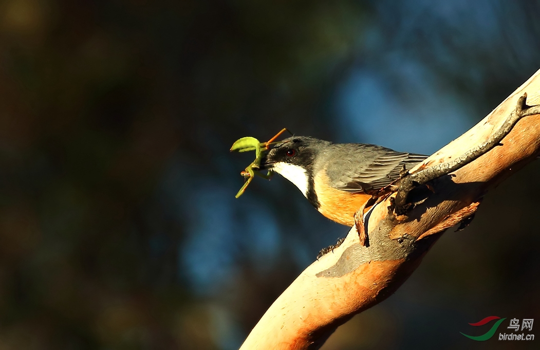 Y-rufous whistler male eating_����_���˺�_����.jpg