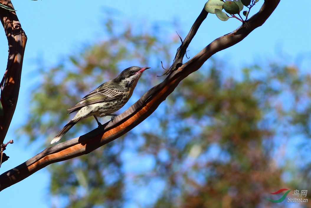 Y-spiny honeyeater1_����_���˺�_����.jpg