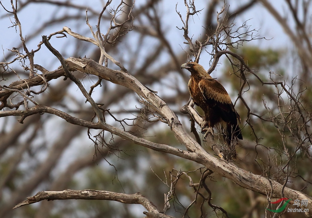 Y-wedge-tailed eagle2_����_���˺�_����.jpg