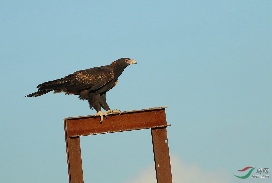 Y-wedge-tailed eagle1_���˺�_����.jpg