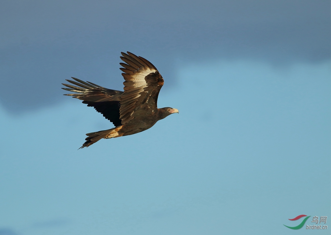 Y-wedge-tailed eagle fly1_����_���˺�_����.jpg