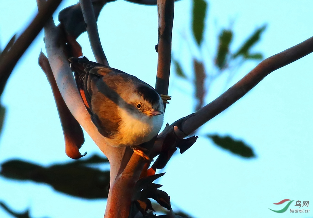 Y-varied sittella_����_���˺�_����.jpg