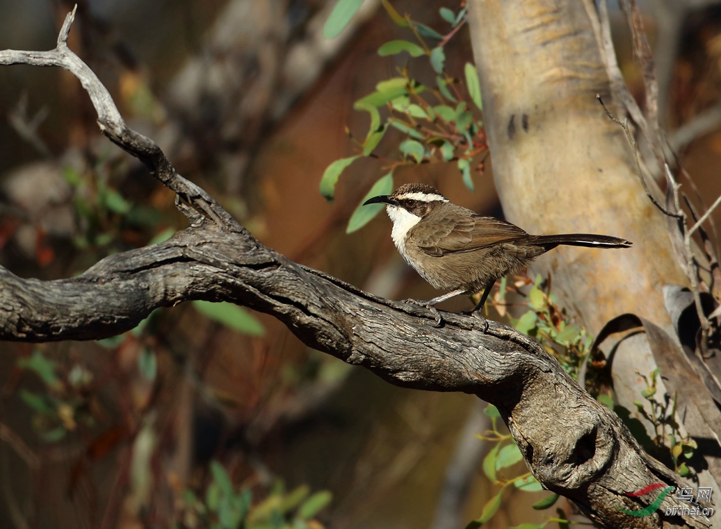 Y-white-browed babbler1_����_���˺�_����.jpg