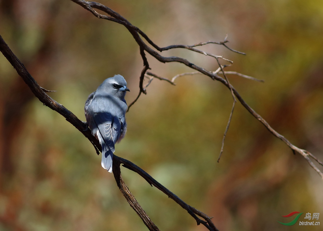 Y-white-browed woodswallow2_����_���˺�_����.jpg