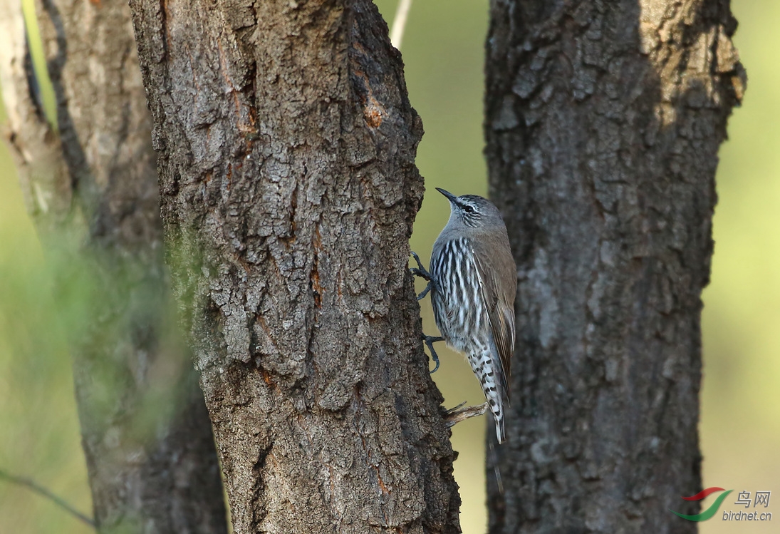 Y-white-browed treecreeper_����_���˺�_����.jpg