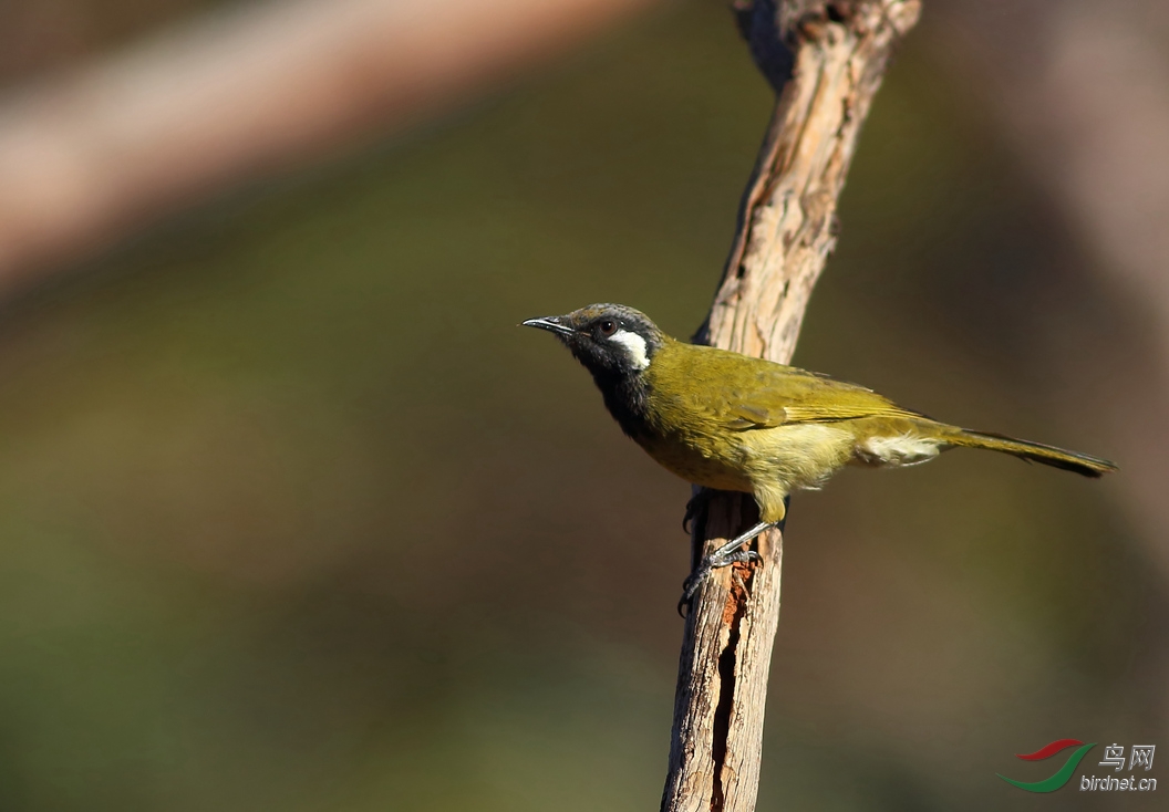 Y-white-eared honeyeater_����_���˺�_����.jpg
