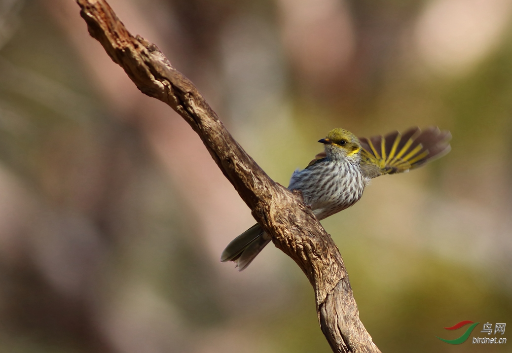 Y-yellow-plumed honeyeater2_����_���˺�_����.jpg