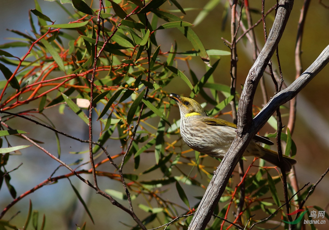 Y-yellow-plumed honeyeater1_����_���˺�_����.jpg