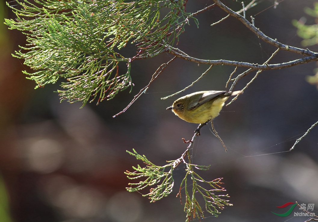 Y-yellow thornbill_����_���˺�_����.jpg