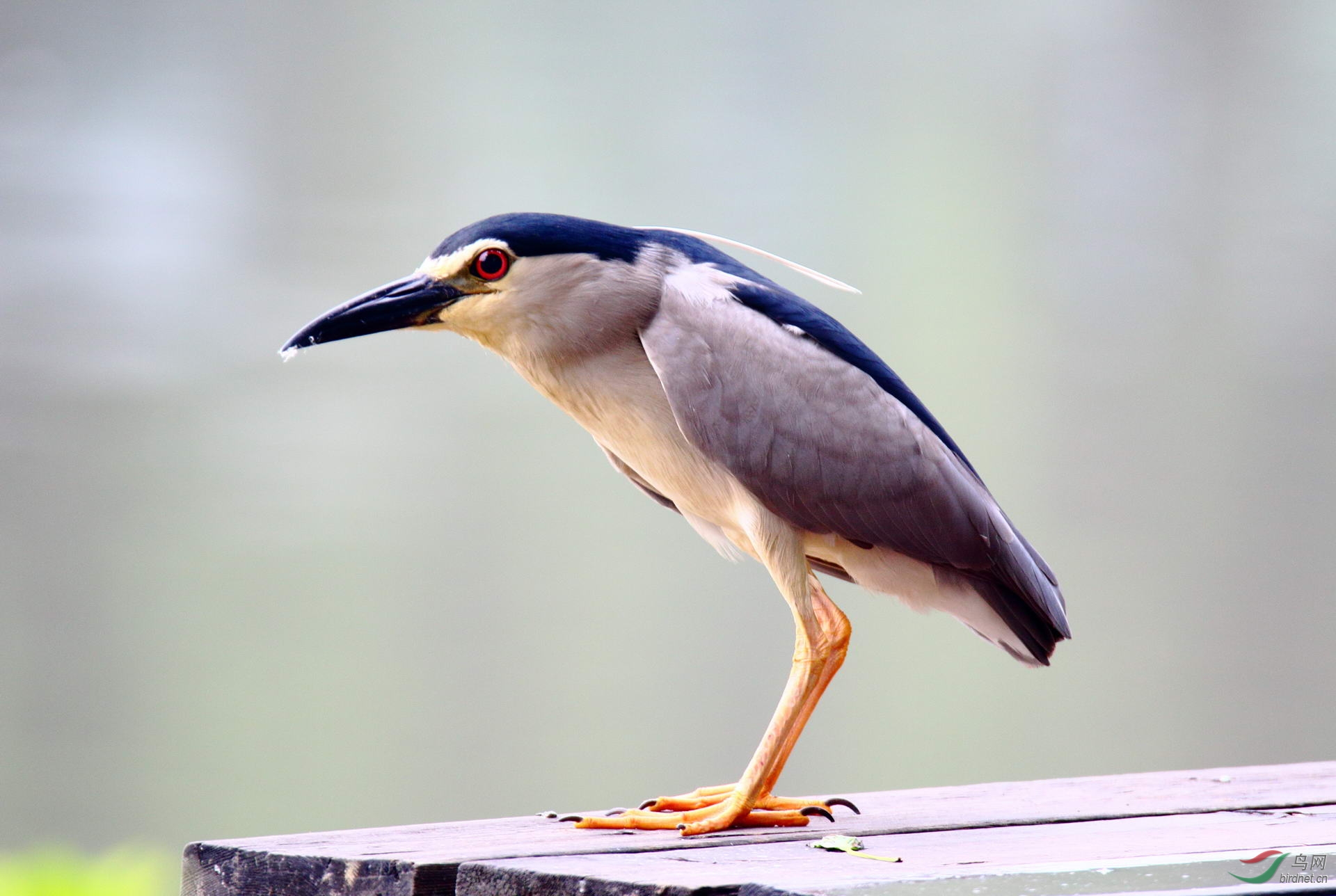 夜鹭(点击看高清大图)