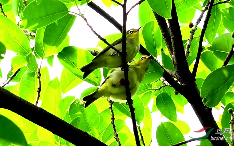 海南榕树的鸟图片大全图片