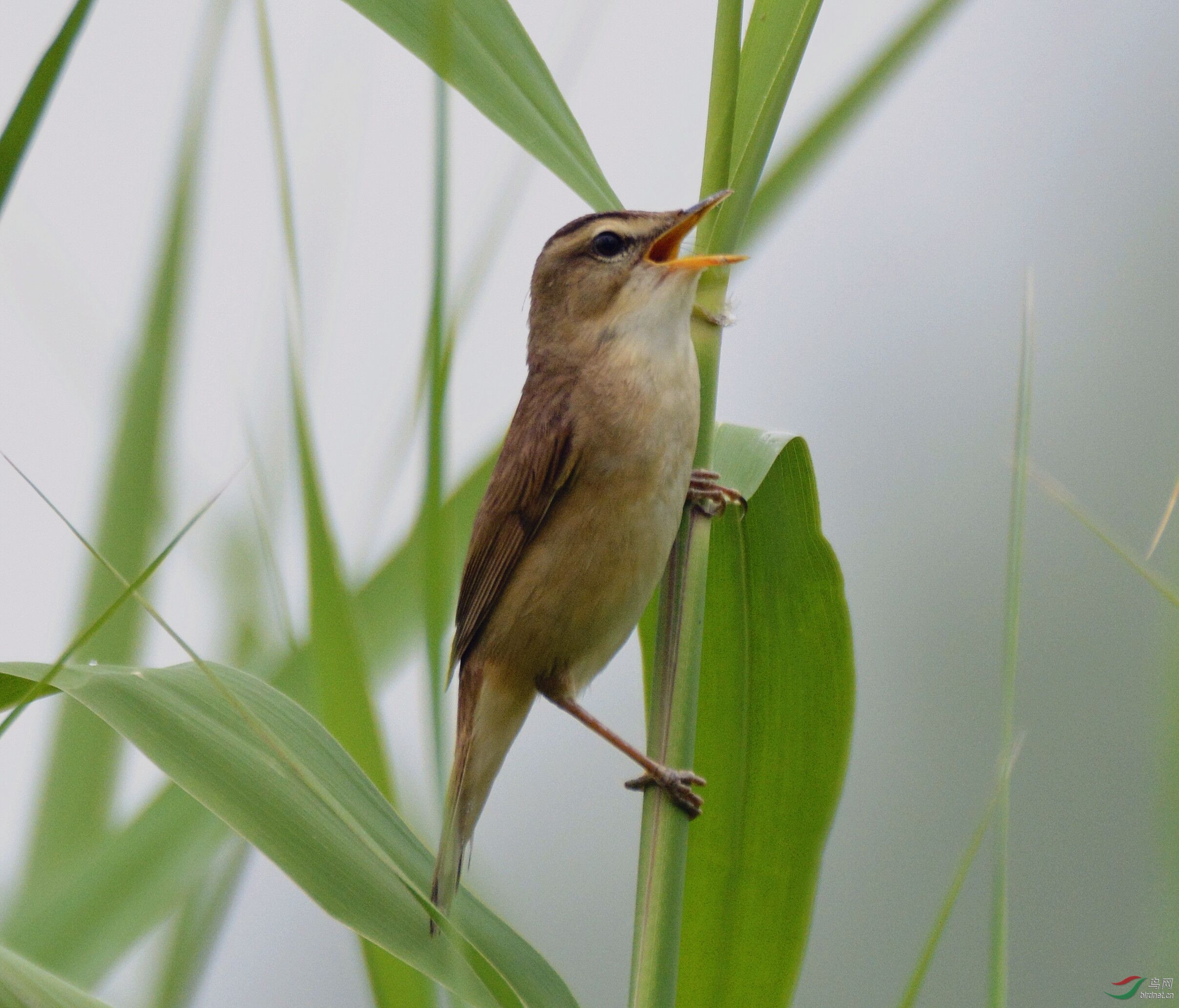 老师,这是什么莺?