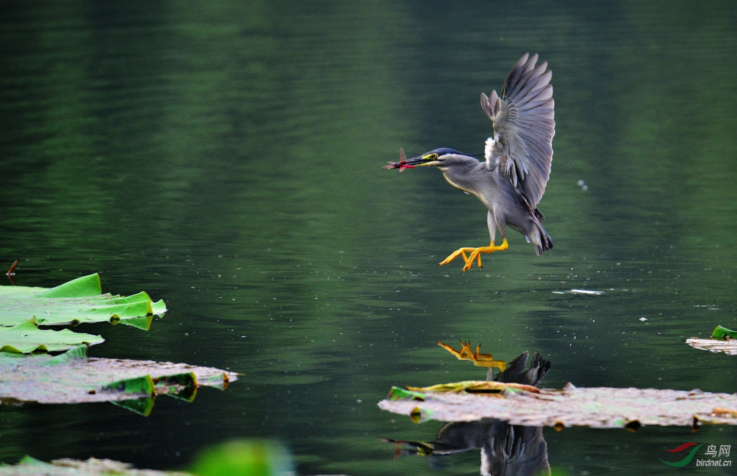 绿鹭打渔郎捕鱼