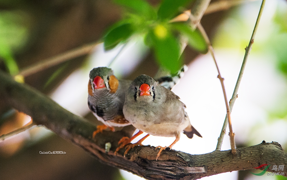斑胸草雀秀恩爱