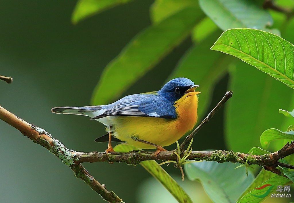 �̱�ɭݺTropical Parula.jpg