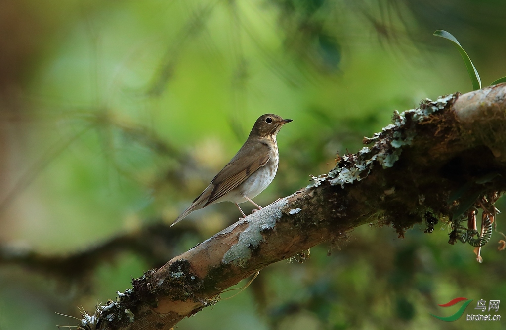 ˹��ҹ�Swainson\\'s Thrush.jpg